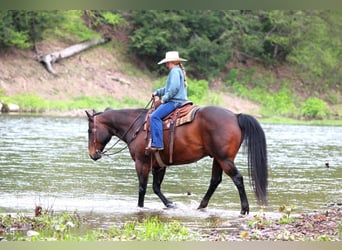Caballo cuarto de milla, Caballo castrado, 11 años, 152 cm, Castaño rojizo