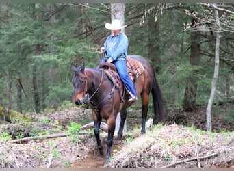 Caballo cuarto de milla, Caballo castrado, 11 años, 152 cm, Castaño rojizo