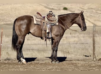 Caballo cuarto de milla, Caballo castrado, 11 años, 152 cm, Grullo