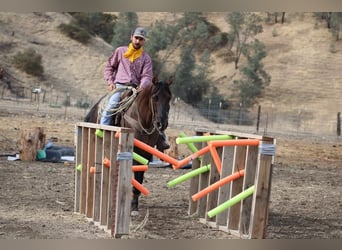 Caballo cuarto de milla, Caballo castrado, 11 años, 152 cm, Grullo