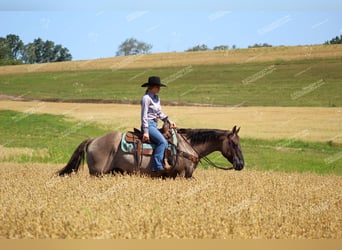 Caballo cuarto de milla, Caballo castrado, 11 años, 152 cm, Grullo