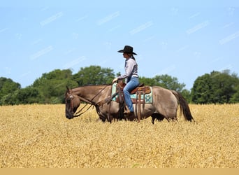 Caballo cuarto de milla, Caballo castrado, 11 años, 152 cm, Grullo