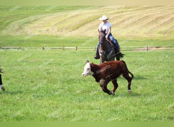 Caballo cuarto de milla, Caballo castrado, 11 años, 152 cm, Grullo