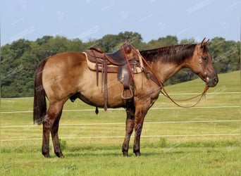 Caballo cuarto de milla, Caballo castrado, 11 años, 152 cm, Grullo