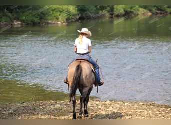 Caballo cuarto de milla, Caballo castrado, 11 años, 152 cm, Grullo