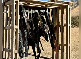 Caballo cuarto de milla, Caballo castrado, 11 años, 152 cm, Negro