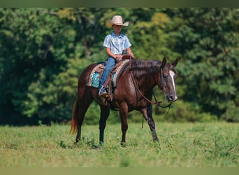 Caballo cuarto de milla, Caballo castrado, 11 años, 152 cm, Negro