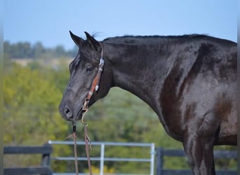 Caballo cuarto de milla, Caballo castrado, 11 años, 152 cm, Negro