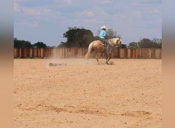 Caballo cuarto de milla, Caballo castrado, 11 años, 152 cm, Palomino