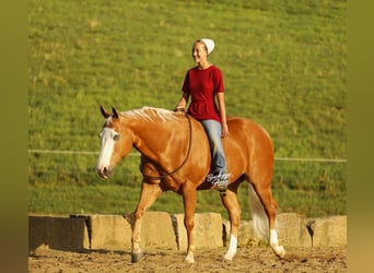 Caballo cuarto de milla, Caballo castrado, 11 años, 152 cm, Palomino