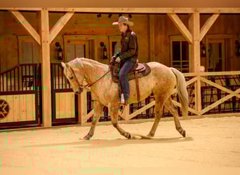 Caballo cuarto de milla, Caballo castrado, 11 años, 152 cm, Palomino
