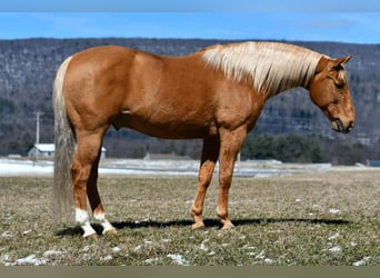 Caballo cuarto de milla, Caballo castrado, 11 años, 152 cm
