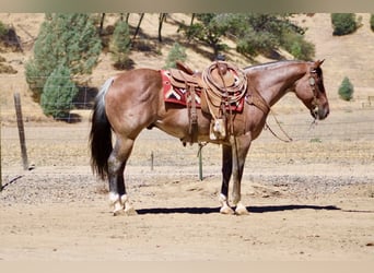 Caballo cuarto de milla, Caballo castrado, 11 años, 152 cm, Ruano alazán