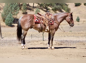 Caballo cuarto de milla, Caballo castrado, 11 años, 152 cm, Ruano alazán