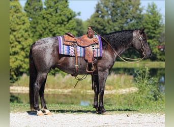 Caballo cuarto de milla, Caballo castrado, 11 años, 152 cm, Ruano azulado
