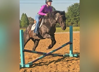Caballo cuarto de milla, Caballo castrado, 11 años, 152 cm, Ruano azulado