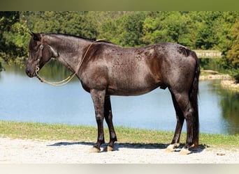 Caballo cuarto de milla, Caballo castrado, 11 años, 152 cm, Ruano azulado