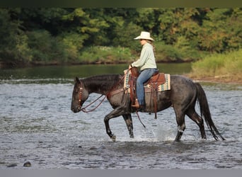 Caballo cuarto de milla, Caballo castrado, 11 años, 152 cm, Ruano azulado