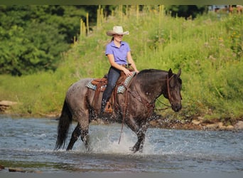 Caballo cuarto de milla, Caballo castrado, 11 años, 152 cm, Ruano azulado