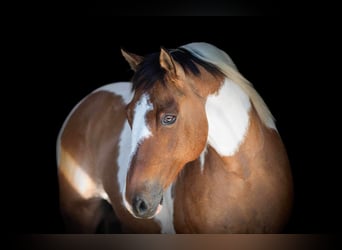 Caballo cuarto de milla, Caballo castrado, 11 años, 152 cm, Tobiano-todas las-capas