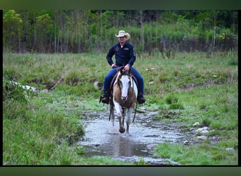 Caballo cuarto de milla, Caballo castrado, 11 años, 152 cm, Tobiano-todas las-capas