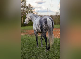 Caballo cuarto de milla, Caballo castrado, 11 años, 152 cm, Tordo