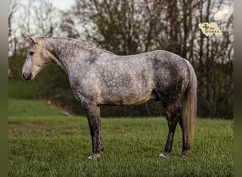Caballo cuarto de milla, Caballo castrado, 11 años, 152 cm, Tordo