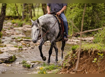 Caballo cuarto de milla, Caballo castrado, 11 años, 152 cm, Tordo