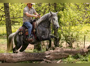 Caballo cuarto de milla, Caballo castrado, 11 años, 152 cm, Tordo
