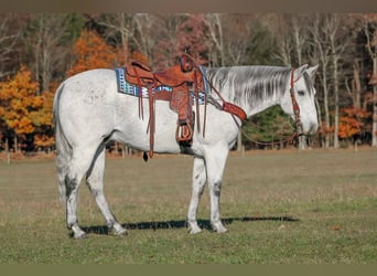 Caballo cuarto de milla, Caballo castrado, 11 años, 152 cm, Tordo