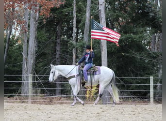 Caballo cuarto de milla, Caballo castrado, 11 años, 152 cm, Tordo