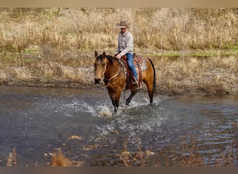 Caballo cuarto de milla, Caballo castrado, 11 años, 155 cm, Buckskin/Bayo