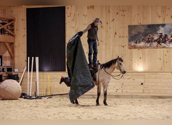 Caballo cuarto de milla, Caballo castrado, 11 años, 155 cm, Buckskin/Bayo