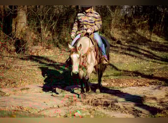 Caballo cuarto de milla, Caballo castrado, 11 años, 155 cm, Buckskin/Bayo