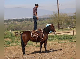 Caballo cuarto de milla, Caballo castrado, 11 años, 155 cm, Castaño rojizo