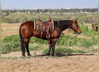 Caballo cuarto de milla, Caballo castrado, 11 años, 155 cm, Castaño rojizo
