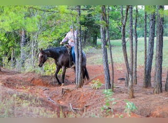 Caballo cuarto de milla, Caballo castrado, 11 años, 155 cm, Castaño-ruano