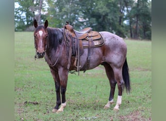 Caballo cuarto de milla, Caballo castrado, 11 años, 155 cm, Castaño-ruano