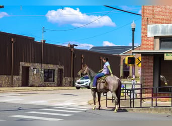 Caballo cuarto de milla, Caballo castrado, 11 años, 155 cm, Castaño-ruano