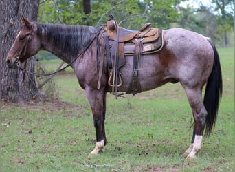 Caballo cuarto de milla, Caballo castrado, 11 años, 155 cm, Castaño-ruano