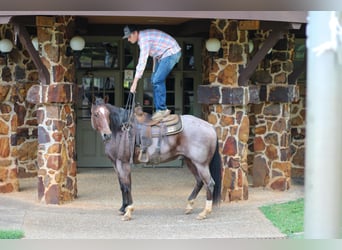 Caballo cuarto de milla, Caballo castrado, 11 años, 155 cm, Castaño-ruano