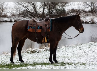 Caballo cuarto de milla, Caballo castrado, 11 años, 155 cm, Castaño-ruano