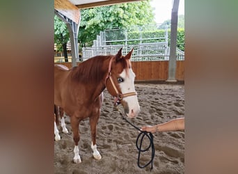 Caballo cuarto de milla, Caballo castrado, 11 años, 155 cm, Overo-todas las-capas