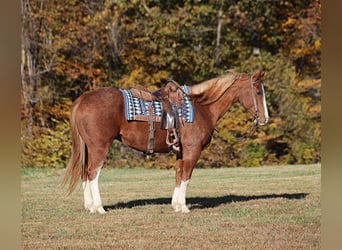 Caballo cuarto de milla, Caballo castrado, 11 años, 155 cm, Ruano alazán