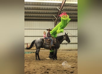 Caballo cuarto de milla, Caballo castrado, 11 años, 155 cm, Ruano azulado