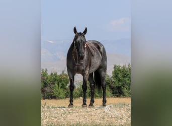 Caballo cuarto de milla, Caballo castrado, 11 años, 155 cm, Ruano azulado