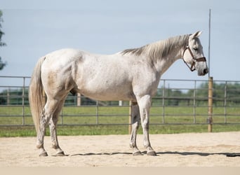 Caballo cuarto de milla, Caballo castrado, 11 años, 155 cm, Tordo picazo