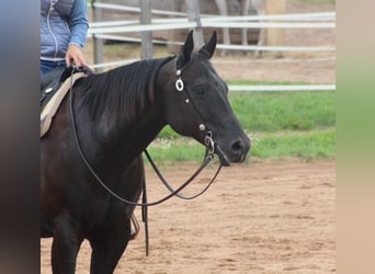 Caballo cuarto de milla, Caballo castrado, 11 años, 156 cm, Negro