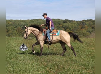 Caballo cuarto de milla, Caballo castrado, 11 años, 157 cm, Buckskin/Bayo