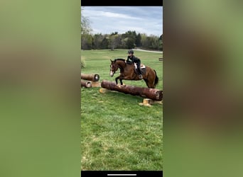 Caballo cuarto de milla, Caballo castrado, 11 años, 157 cm, Castaño rojizo